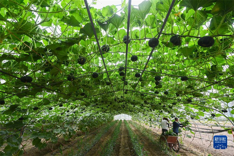 Projeto de Requalifica??o Rural Verde de Zhejiang com resultados tangíveis após 20 anos