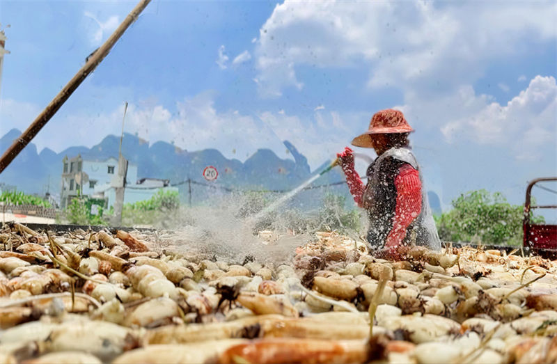 Agricultores de Guangxi realizam colheita de raízes de lótus no ver?o