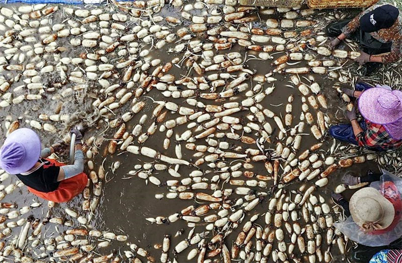 Agricultores de Guangxi realizam colheita de raízes de lótus no ver?o