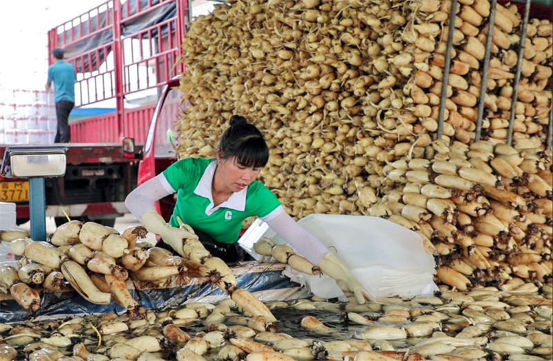 Agricultores de Guangxi realizam colheita de raízes de lótus no ver?o