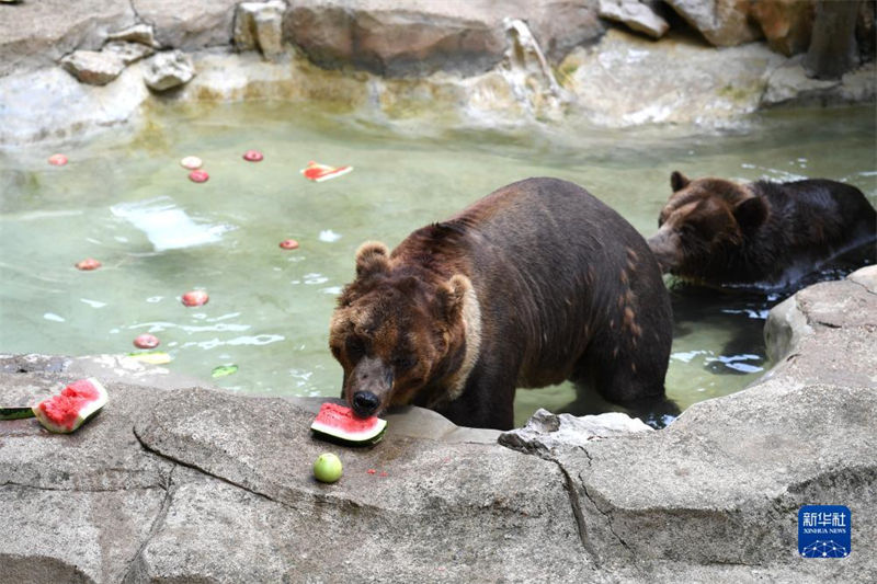 Jardim zoológico de Nanning ajuda animais a suportar calor do ver?o
