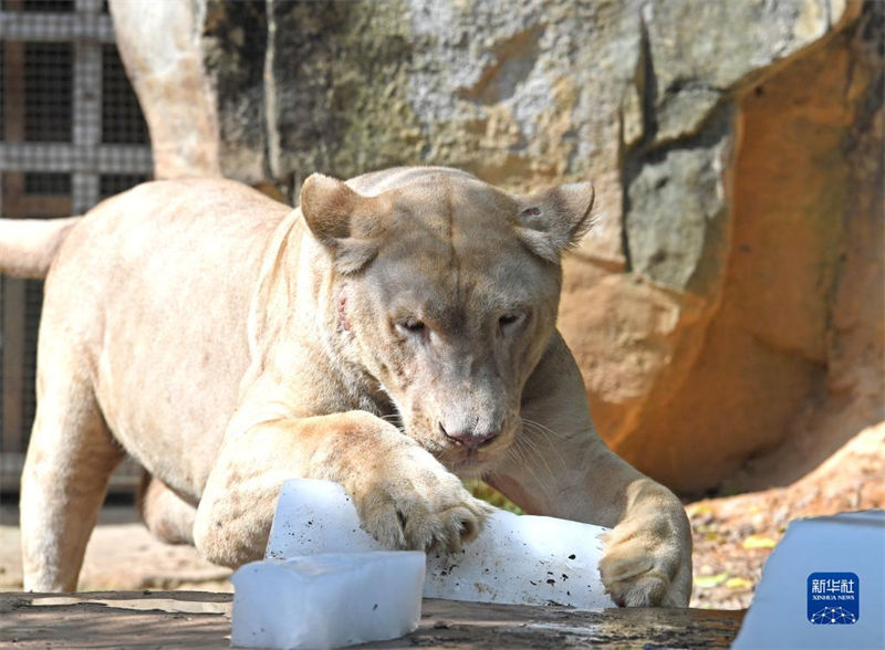 Jardim zoológico de Nanning ajuda animais a suportar calor do ver?o