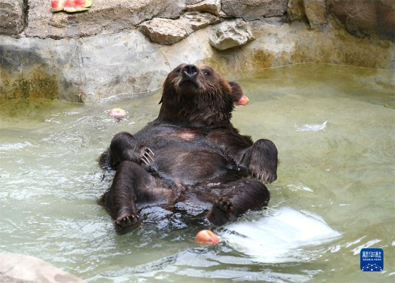 Jardim zoológico de Nanning ajuda animais a suportar calor do ver?o
