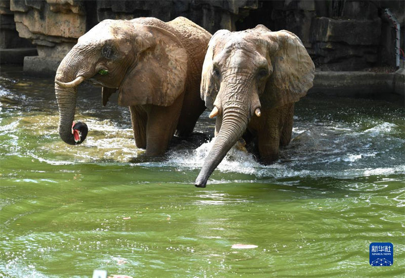 Jardim zoológico de Nanning ajuda animais a suportar calor do ver?o
