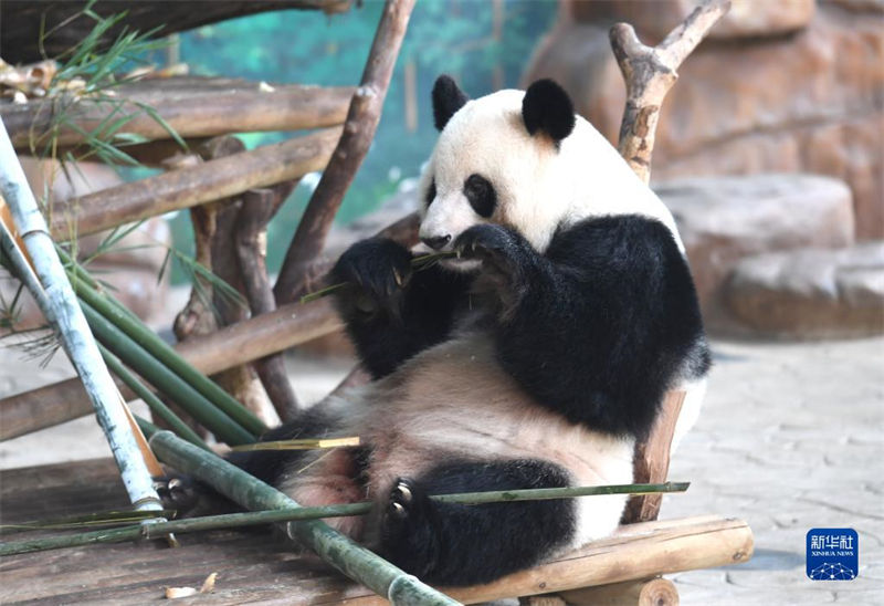 Jardim zoológico de Nanning ajuda animais a suportar calor do ver?o