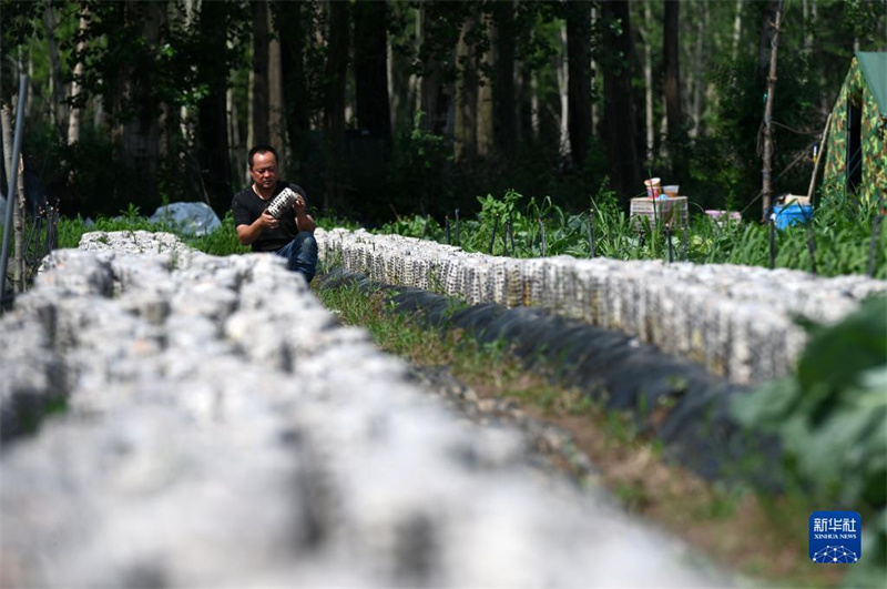 Hebei: Weichang aposta no cultivo de cugumelos para dinamiza??o da economia local