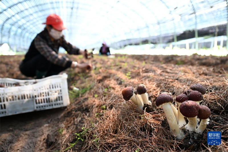 Hebei: Weichang aposta no cultivo de cugumelos para dinamiza??o da economia local