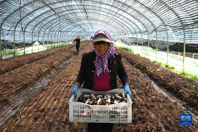 Hebei: Weichang aposta no cultivo de cugumelos para dinamiza??o da economia local