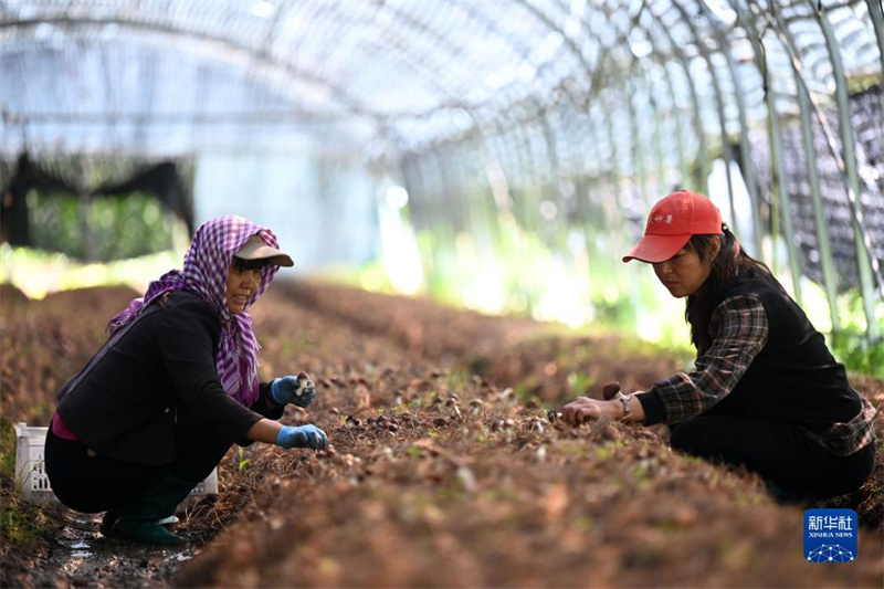 Hebei: Weichang aposta no cultivo de cugumelos para dinamiza??o da economia local