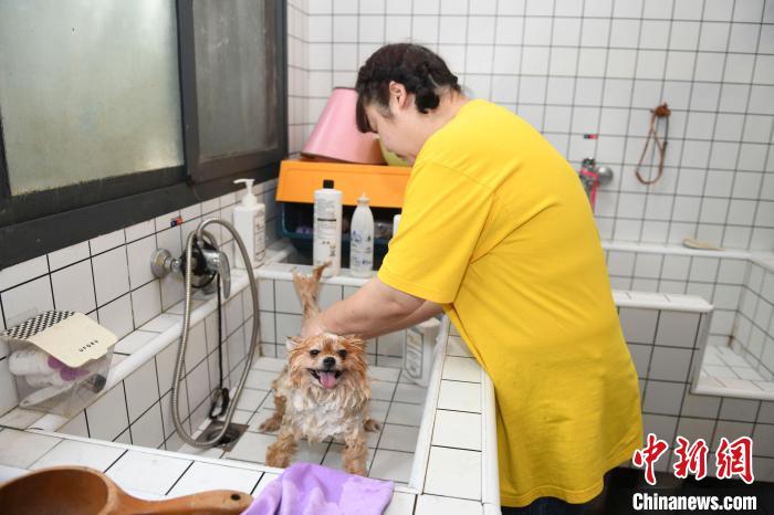 Loja de animais em Changsha lan?a piscina exclusiva para c?es
