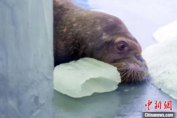 Animais marinhos experimentam ver?o criativo no Mundo Subaquático de Nanjing