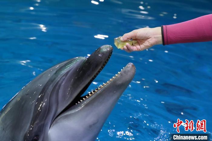 Animais marinhos experimentam ver?o criativo no Mundo Subaquático de Nanjing