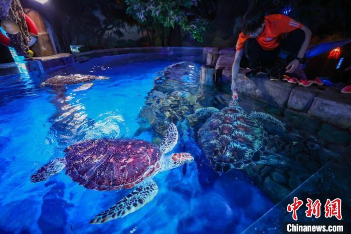 Animais marinhos experimentam ver?o criativo no Mundo Subaquático de Nanjing