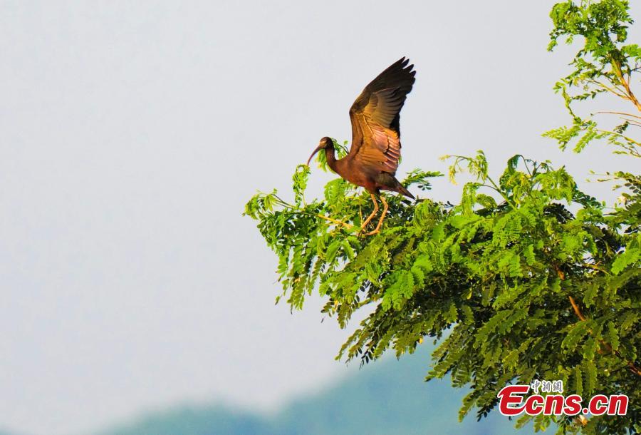 Chongqing avista íbis-branco pela primeira vez