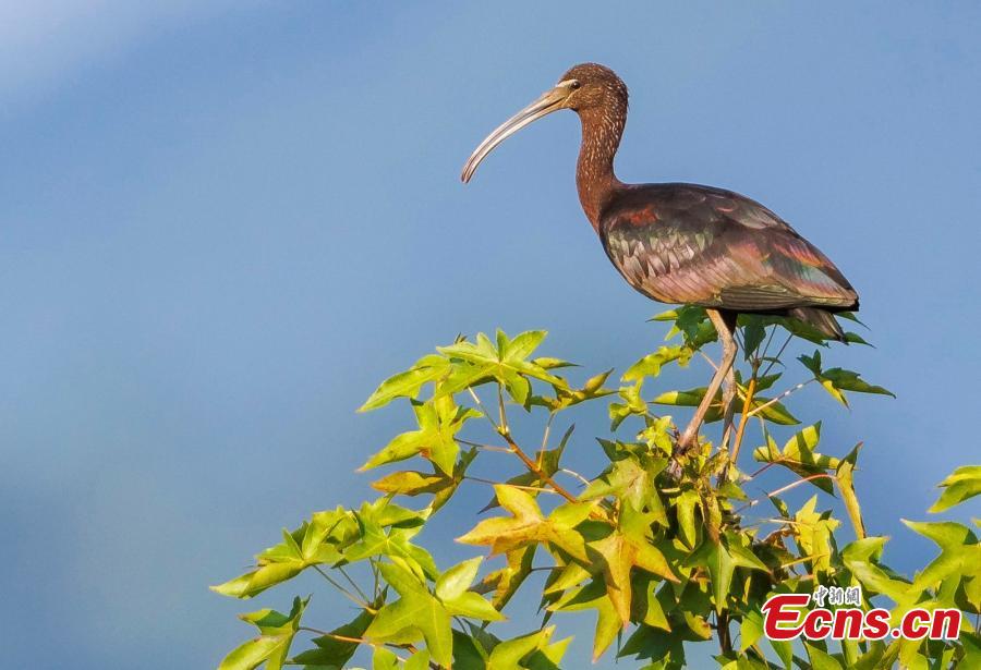 Chongqing avista íbis-branco pela primeira vez