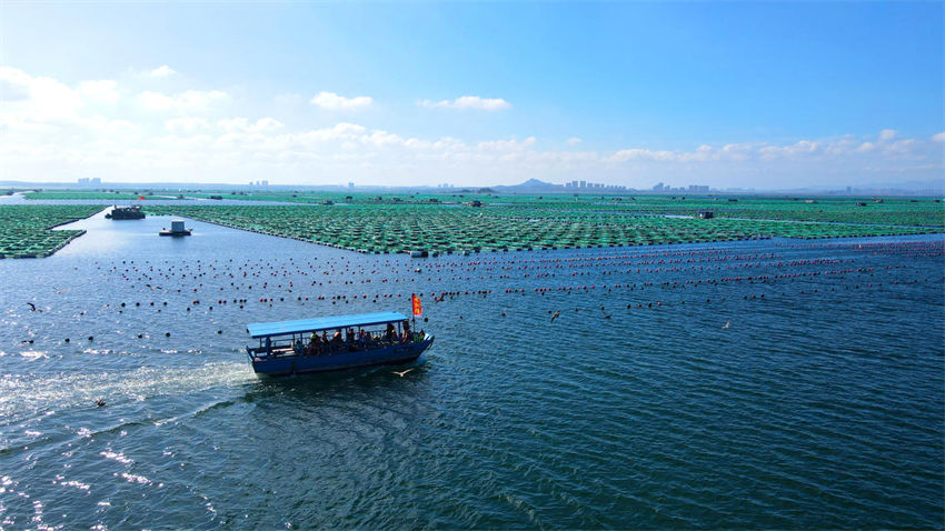Indústria oceanica de sumidouros de carbono impulsiona turismo temático no leste da China