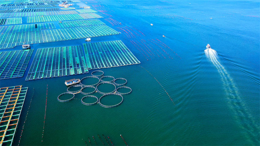 Indústria oceanica de sumidouros de carbono impulsiona turismo temático no leste da China