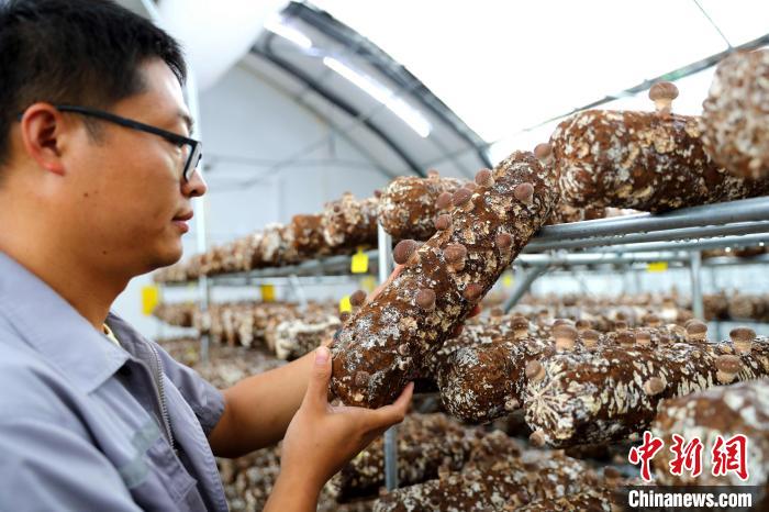 Indústria de cogumelos promove revitaliza??o rural no leste da China