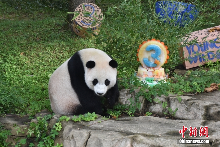Panda Xiao Qiji celebra 3o aniversário nos EUA