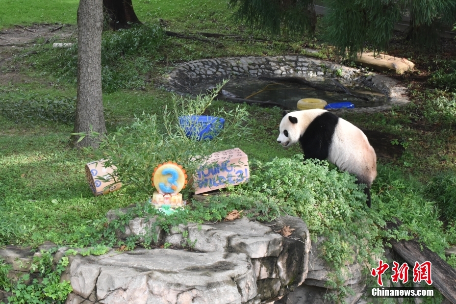 Panda Xiao Qiji celebra 3o aniversário nos EUA