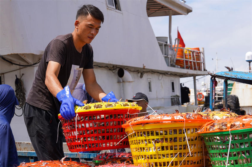 Zhoushan inicia colheita abundante de caranguejo de portunidae