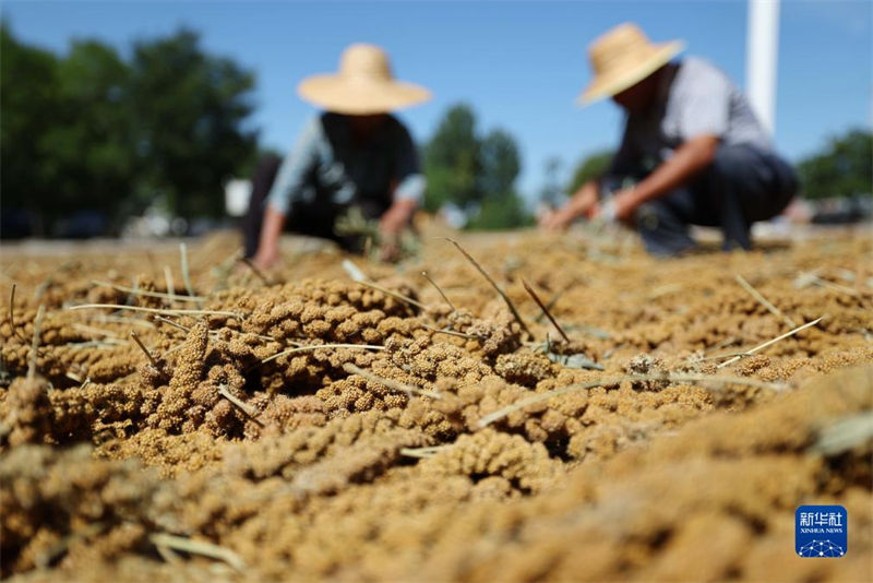 China: agricultores atarefados com período da safra do final do ver?o