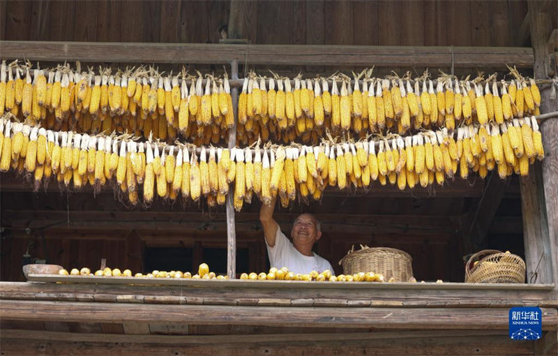 China: agricultores atarefados com período da safra do final do ver?o