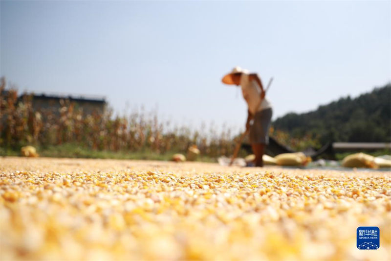 China: agricultores atarefados com período da safra do final do ver?o