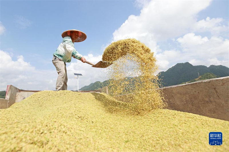 China: agricultores atarefados com período da safra do final do ver?o