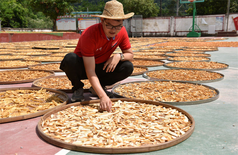Guangxi: indústria de rebentos de bambu contribui para a revitaliza??o rural