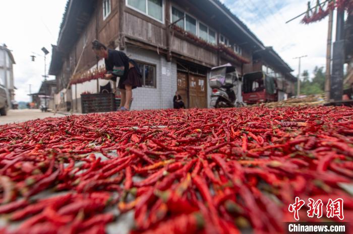 Guizhou realiza colheita abundante de pimentas