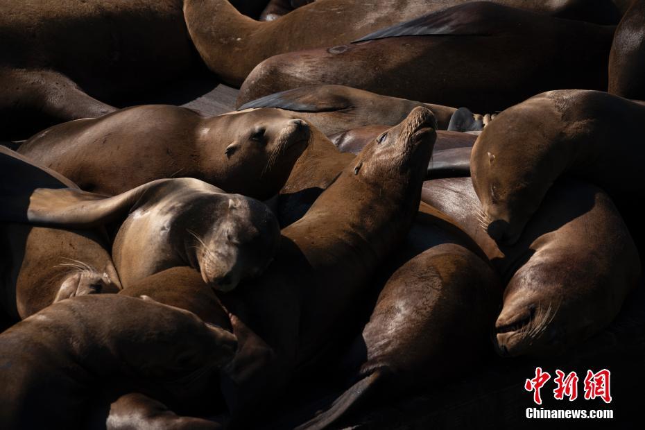 EUA: le?es-marinhos passam tempo tranquilo no Píer 39