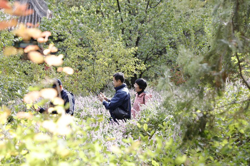 Galeria: florescimento de crisantemos atrai visitantes ao parque Xiangshan