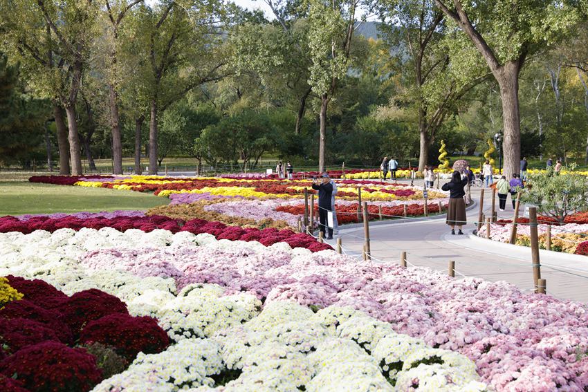 Galeria: florescimento de crisantemos atrai visitantes ao parque Xiangshan