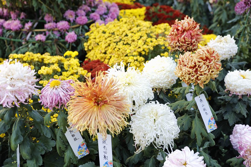 Galeria: florescimento de crisantemos atrai visitantes ao parque Xiangshan