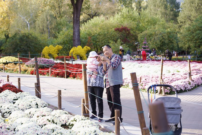 Galeria: florescimento de crisantemos atrai visitantes ao parque Xiangshan