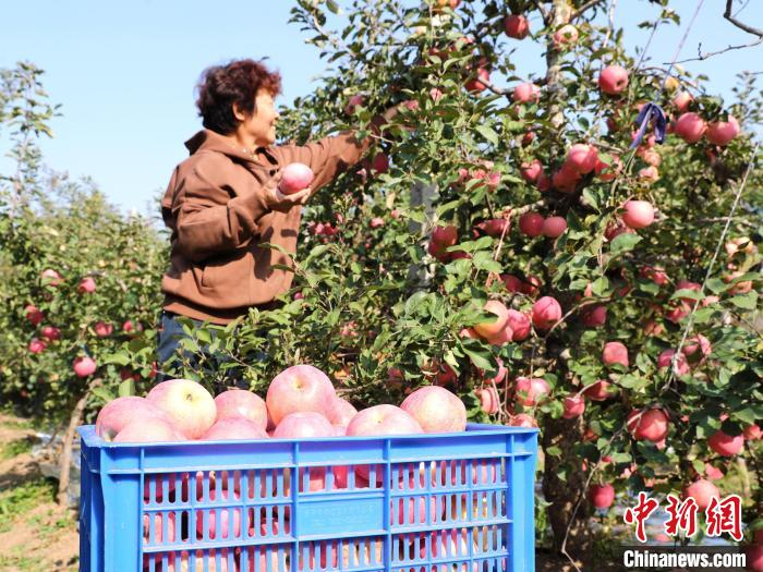 Qingdao dá início à temporada da colheita da ma??, leste da China