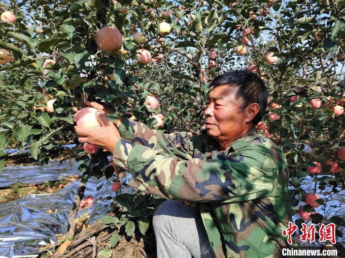 Qingdao dá início à temporada da colheita da ma??, leste da China
