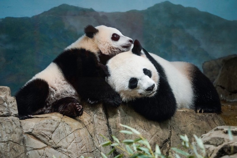 Pandas gigantes partem de zoológico nacional dos EUA rumo à China