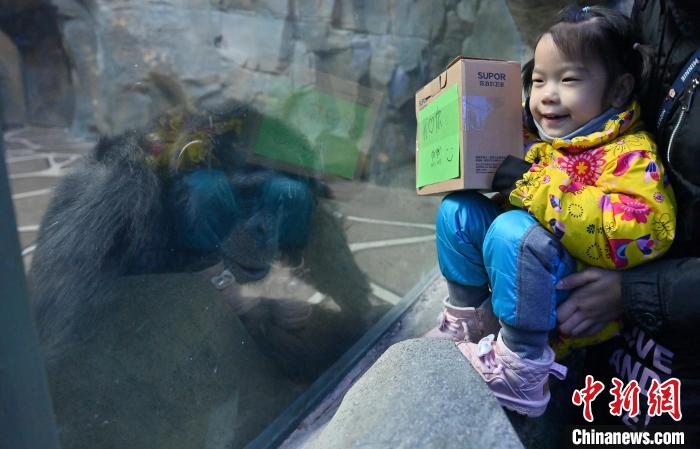 Parque Zoológico e Botanico de Changchun dá início à Semana Internacional de Cuidados com os Orangotangos