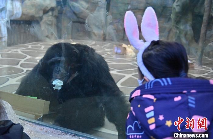Parque Zoológico e Botanico de Changchun dá início à Semana Internacional de Cuidados com os Orangotangos