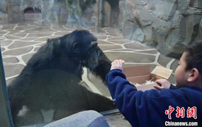 Parque Zoológico e Botanico de Changchun dá início à Semana Internacional de Cuidados com os Orangotangos