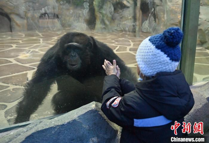 Parque Zoológico e Botanico de Changchun dá início à Semana Internacional de Cuidados com os Orangotangos
