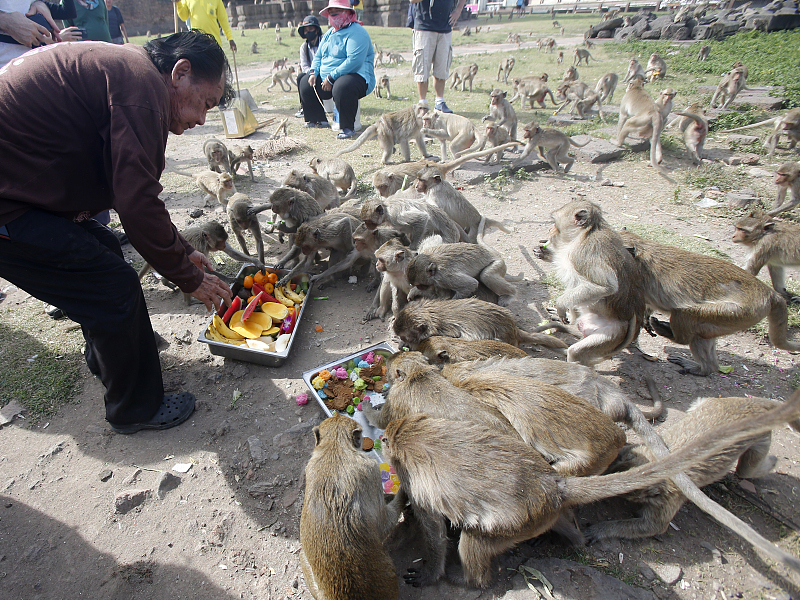 Tailandia: Lopburi realiza buffet anual dedicado aos macacos