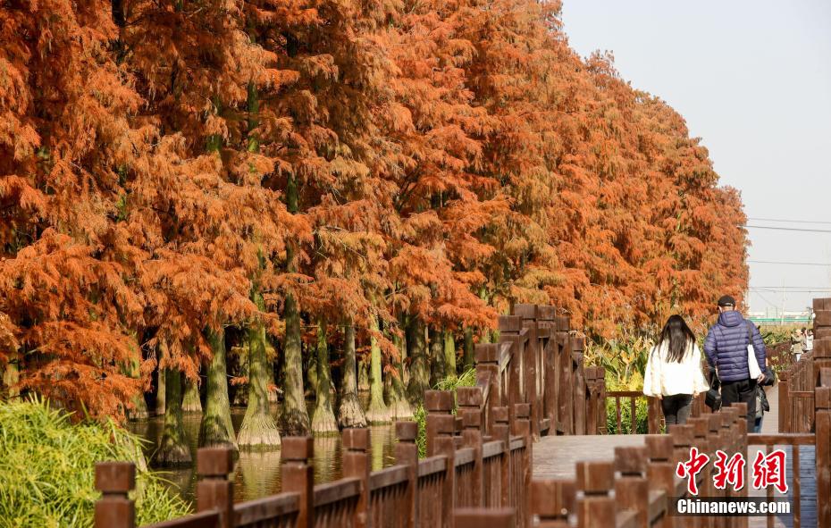 Galeria: Parque do Pantano do Lago Zhangdu dá início à melhor temporada de observa??o na China