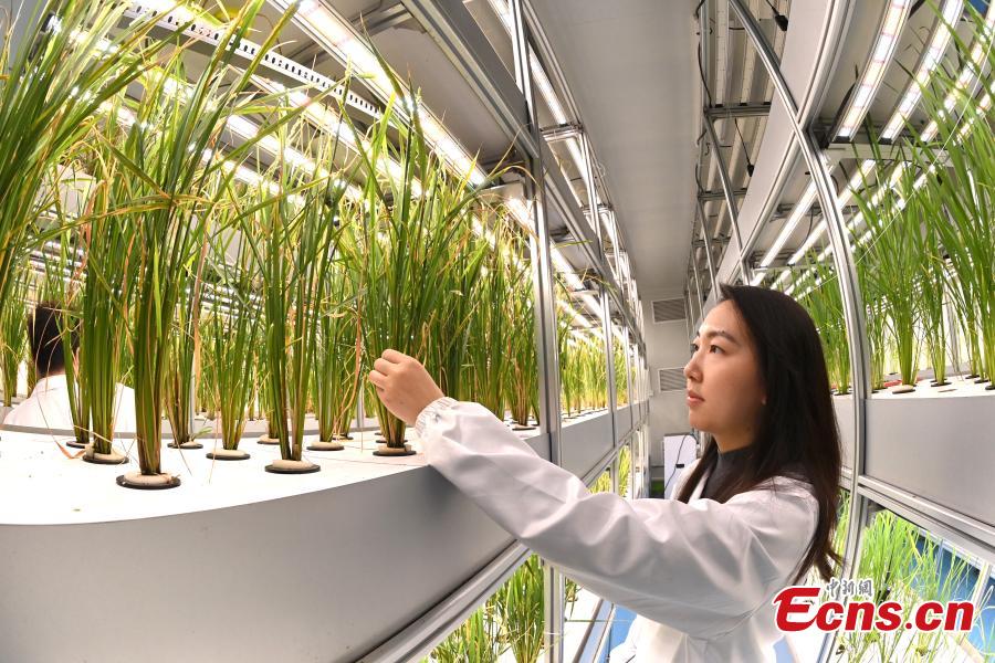 Galeria: horta vertical automatizada mais alta do mundo