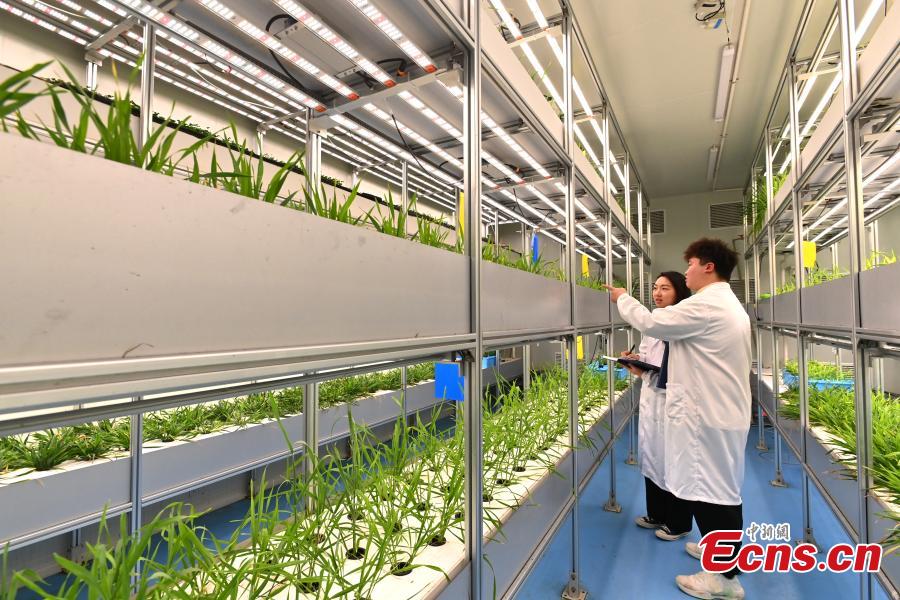 Galeria: horta vertical automatizada mais alta do mundo