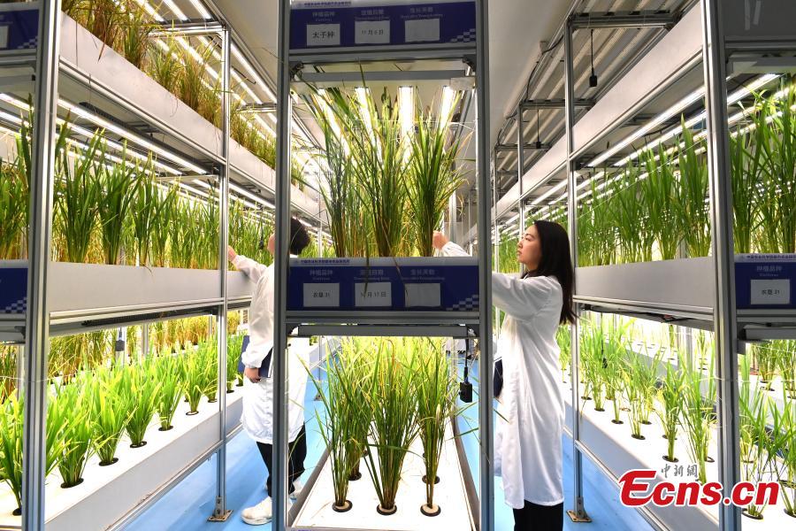 Galeria: horta vertical automatizada mais alta do mundo