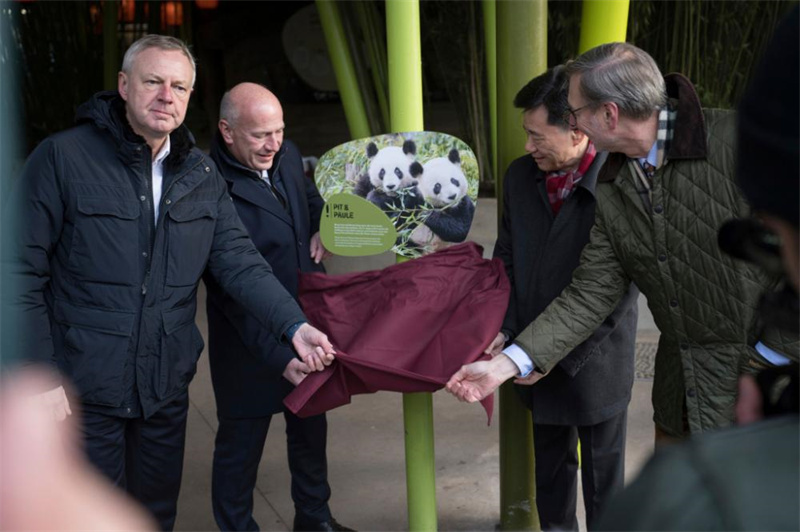 Pandas gêmeos nascidos na Alemanha chegam à China