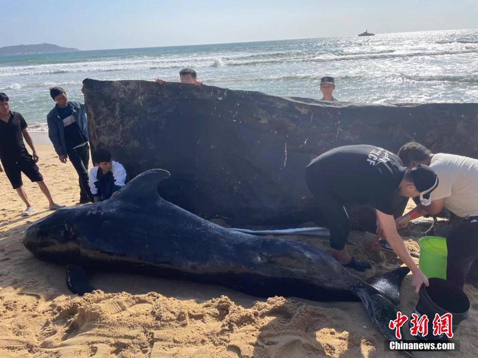 Uma baleia ferida encalhou e foi resgatada em Sanya, sul da China